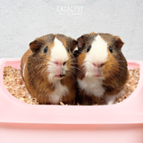 Catalyst Small Animal Bedding