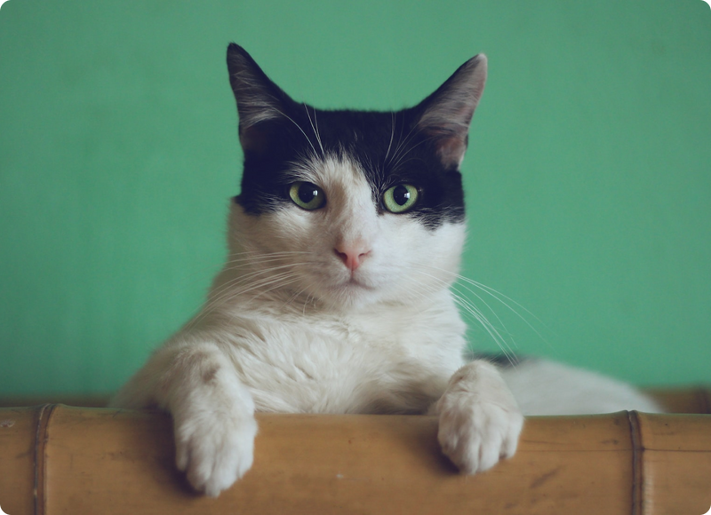 Healthy Pet Cat Litter