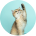 Multicat Cat Litter