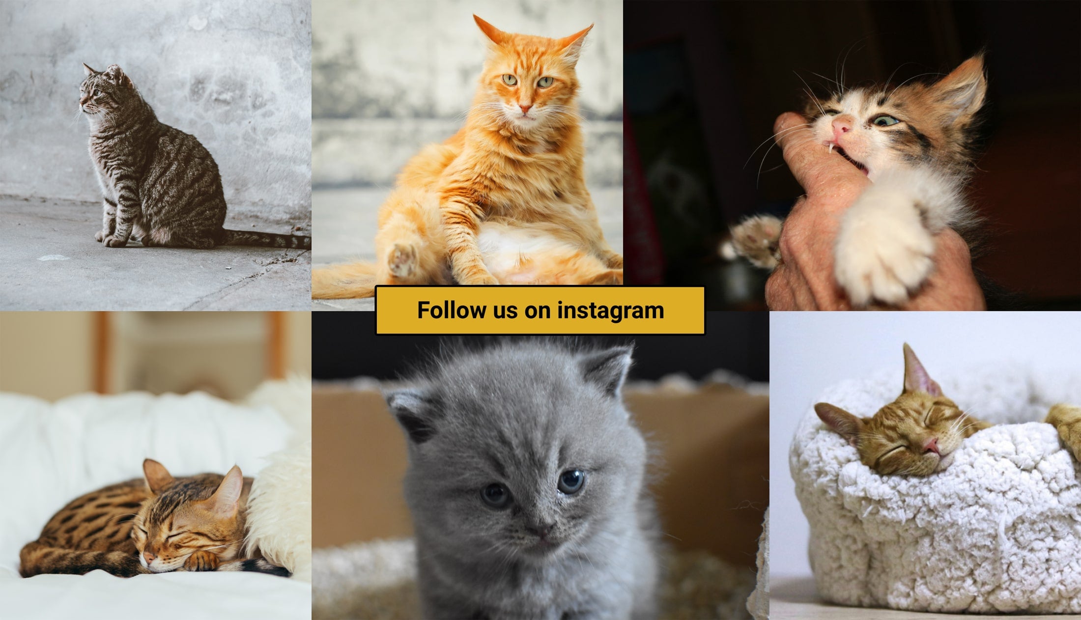 Catalyst Pet on Instagram