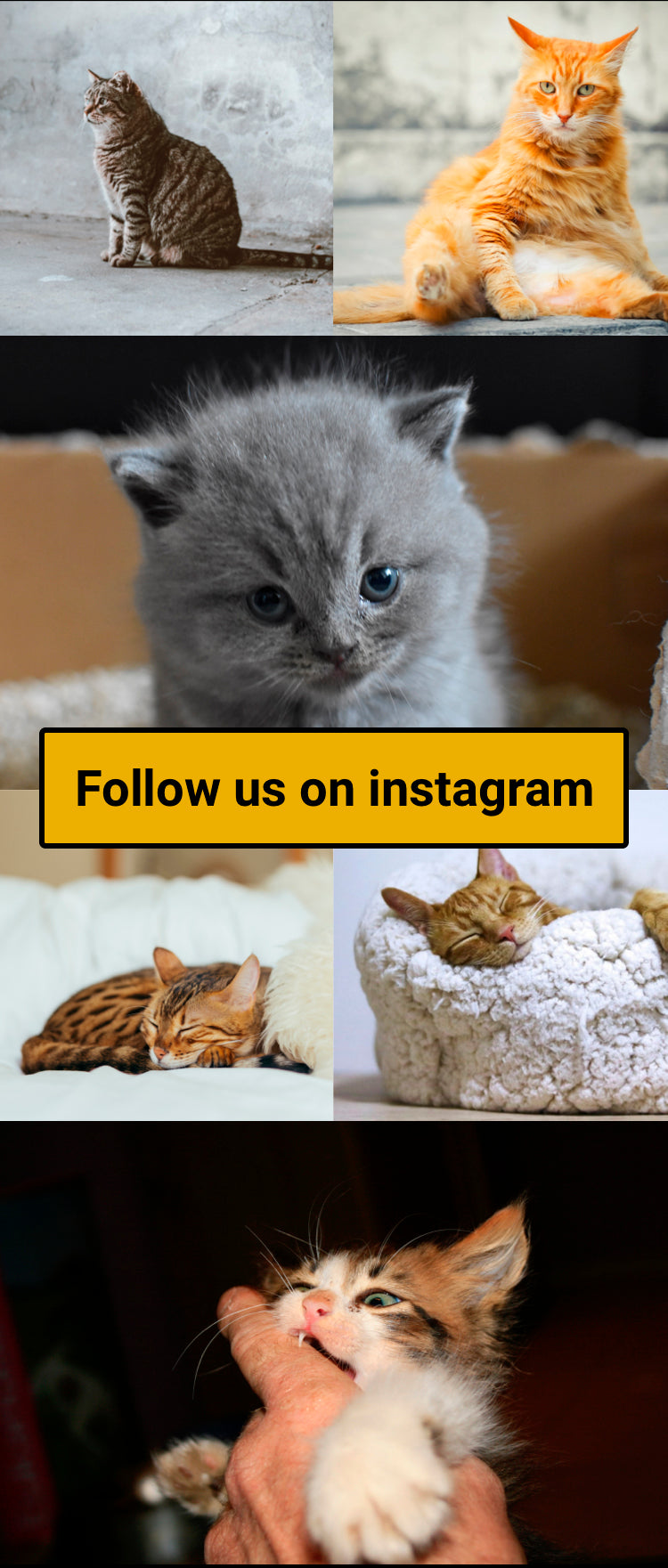 Catalyst Pet on Instagram