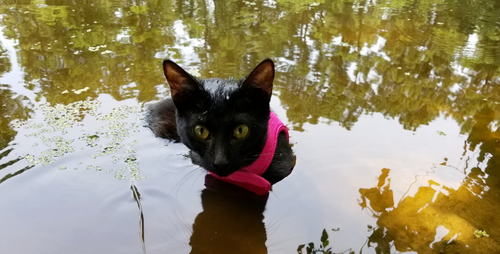 Meet Meana, Catalyst Influencer and Video Game Star