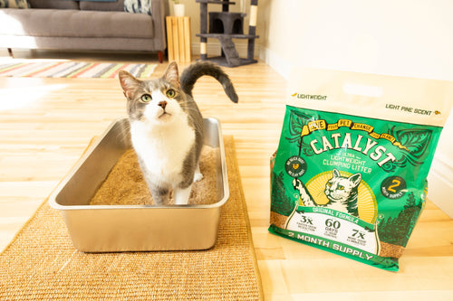Here's the Scoop: Low Dust with Catalyst Pet
