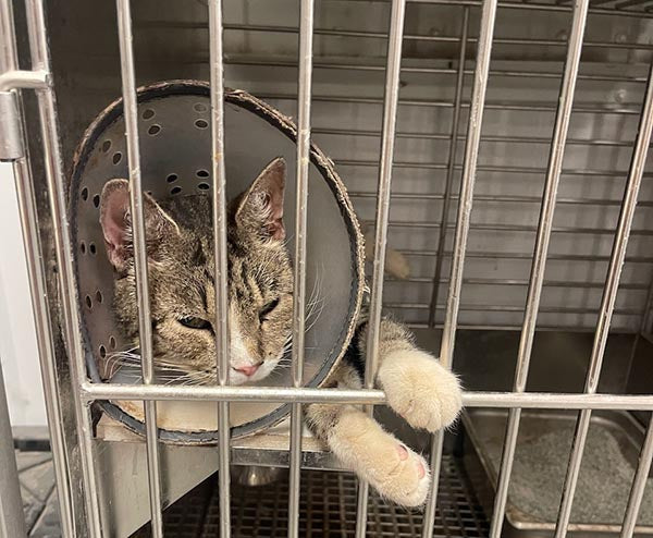 More Than 200 Cats and Dogs Rescued from Oklahoma Laboratory by the Beagle Freedom Project
