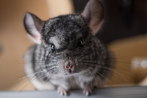 Which Type of Small Animal Bedding Is Best for Your Chinchilla?