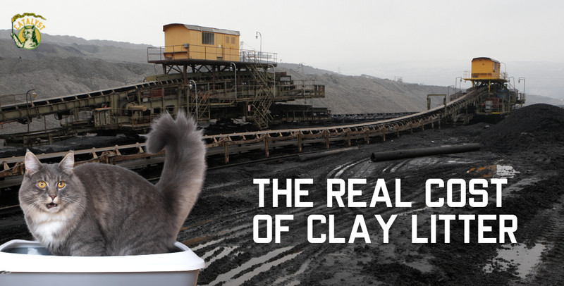 Why You Should Leave Clay Litter in the Dust Catalyst Pet