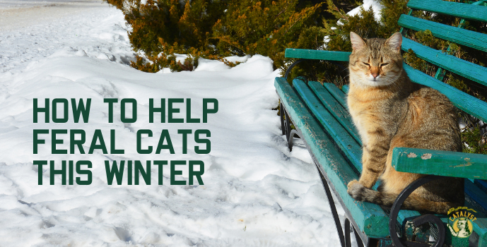 How to Build an Outdoor Shelter for Feral Cats