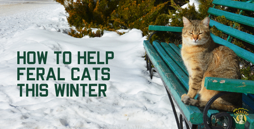 How to Build an Outdoor Shelter for Feral Cats