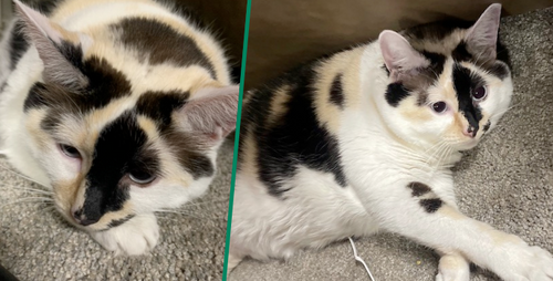 Meet Catalyst Pet Meow-del Georgia
