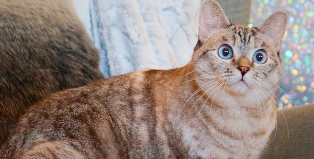 Meet Instagram Cat-Queen, Nala!