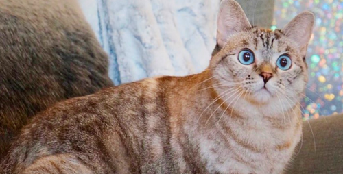 Meet Instagram Cat-Queen, Nala!