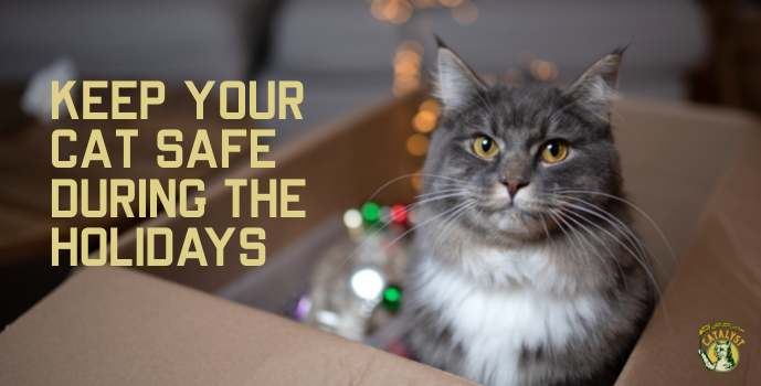 Holiday Safety Guide for Cat Owners
