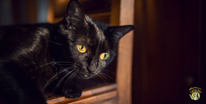 Spotlight on Black Cats