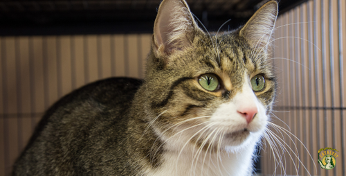 Should I Get Another Cat?