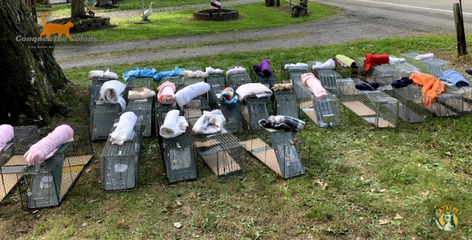Conquer the Colony Takes on the Hard Work to Save Cats in Need