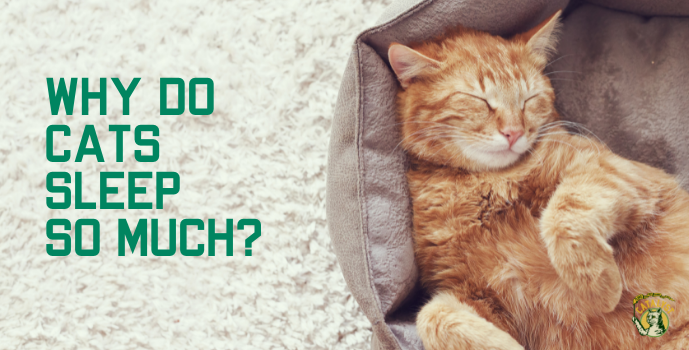 Why Do Cats Sleep So Much?