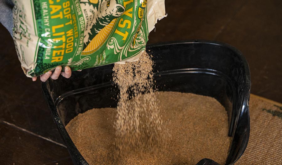 Transitioning Your Cat to Natural Catalyst Pet Litter Is Easy