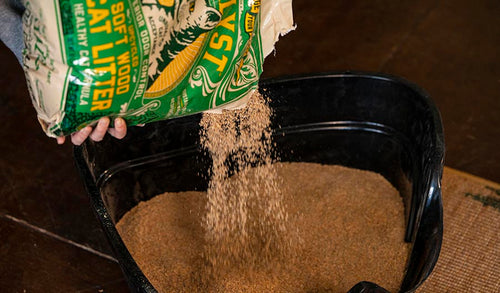 Transitioning Your Cat to Natural Catalyst Pet Litter Is Easy