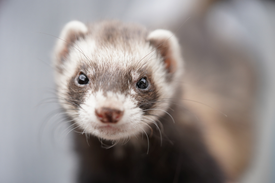 Which Type of Small Animal Bedding is Best for Your Ferret?