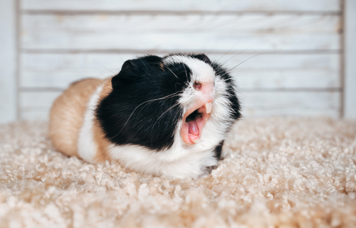 How to Tell if Your Small Pet Is Sick