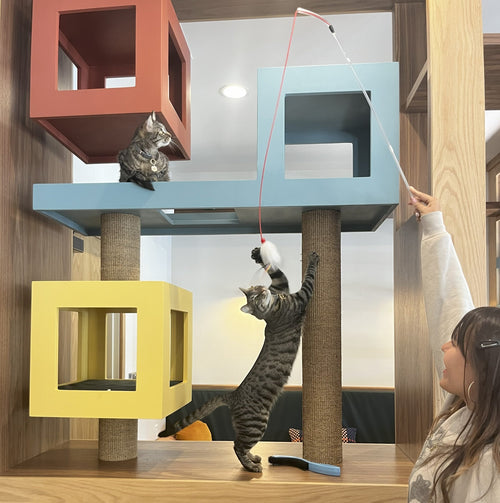 Purrrlandia: A Cafe Where Compassion and Cat Care Come Together