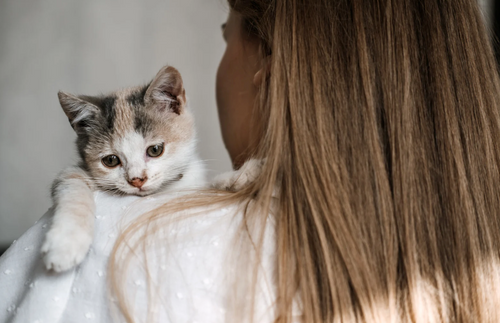 Is a Cat Right for You?