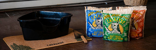 Kitty Kit: Supplies Checklist for Adopting a New Cat