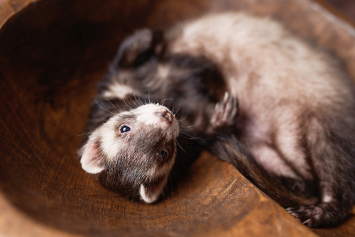Long Live Our Furry Friends!
