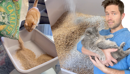 How to Successfully Make the Switch to Catalyst Pet Litter