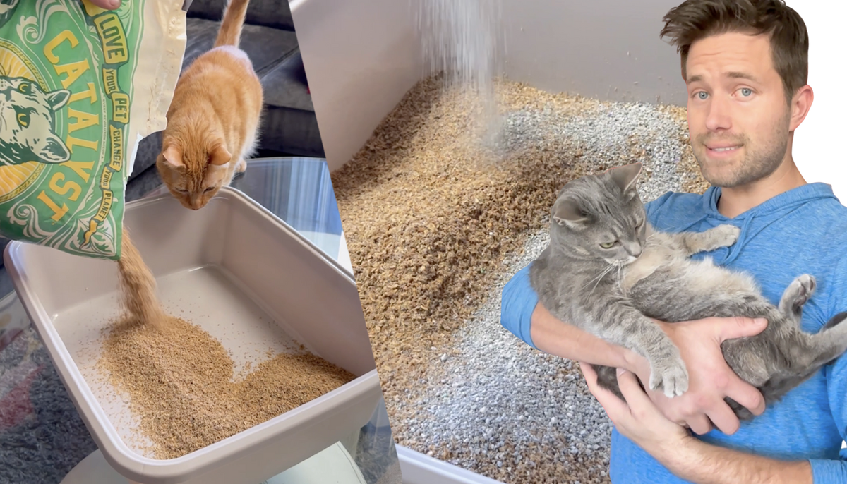 How to Successfully Make the Switch to Catalyst Pet Litter