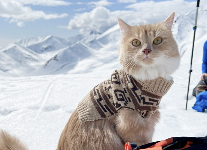 Meet Instagram’s Adventure Kitty, Petra (a.k.a Meow_taineer)