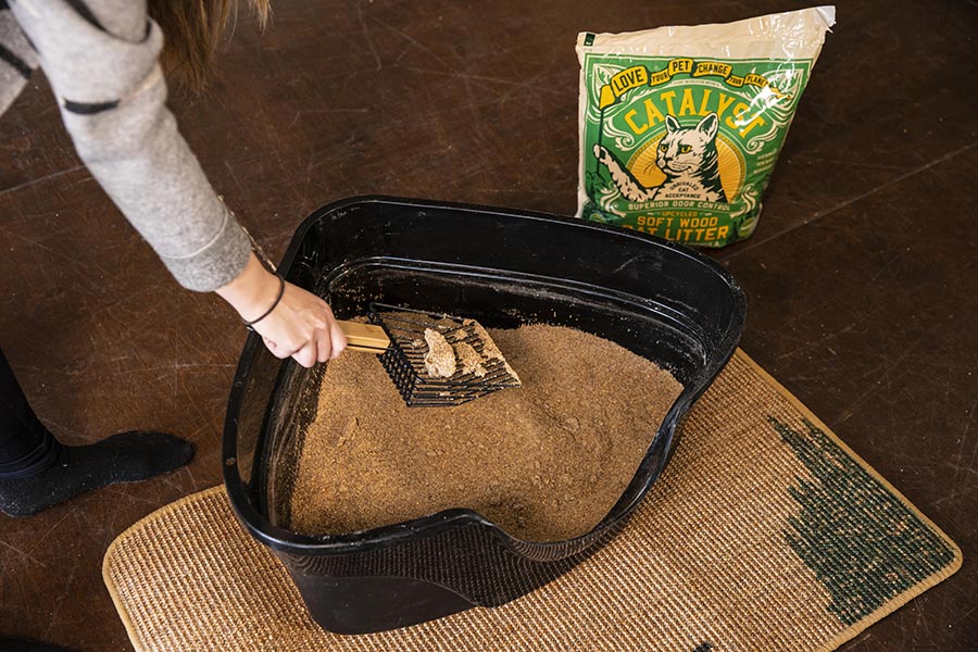 Litter Box 101 How often to scoop, sift, or switch? Catalyst Pet