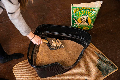 Litter Box 101: How often to scoop, sift, or switch?