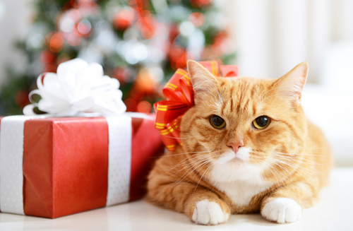 Catalyst Pet’s Safe, Sustainable, Satisfying Gift Guide for Your Favorite Feline(s)