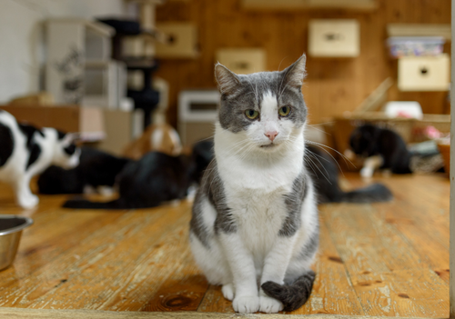 Show Your Local Shelter Some Love This Spring