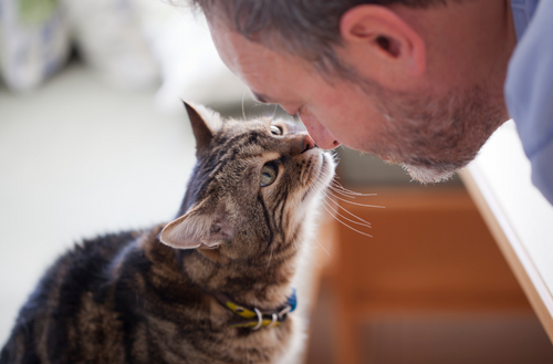 Caring for Your Aging Cat