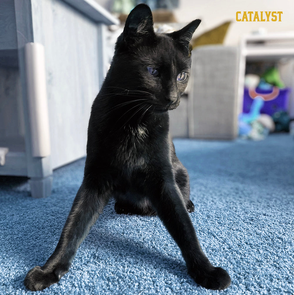 Meet Topper, a Catalyst Pet with Cerebellar Hypoplasia
