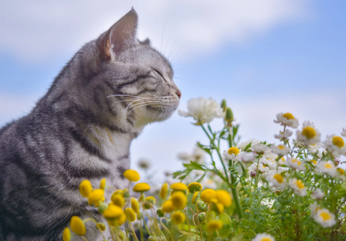 The Ultimate Green Cat Guide