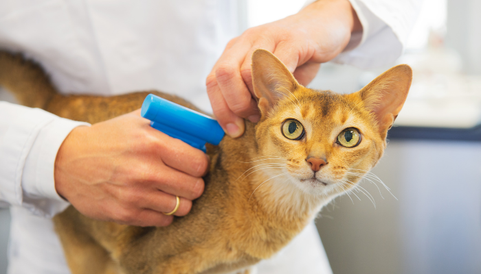 Why You Should Microchip Your Cat