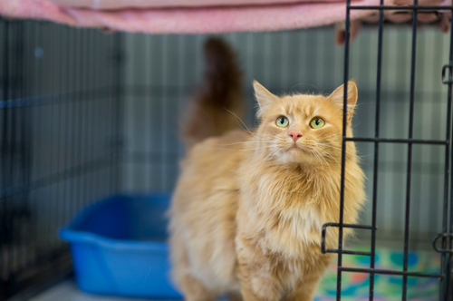 What to Know Before Adopting a Shelter Cat