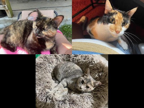 Get to Know Our Catalyst Pet Team: Angie and her cats, Frankie, Kitten and Lovey