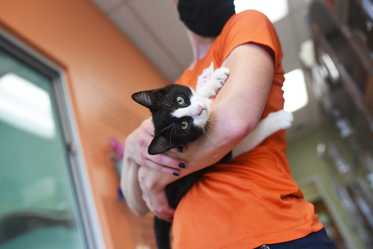 Austin Pets Alive!