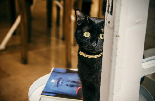 Why Black Cats are Still Misunderstood
