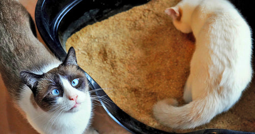 Here's the Scoop: Making the Switch to Catalyst Pet