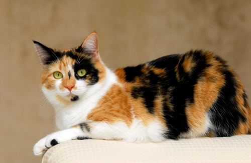 Cat Anxiety: The Most Common Causes (and What They’re Trying to Tell Us)