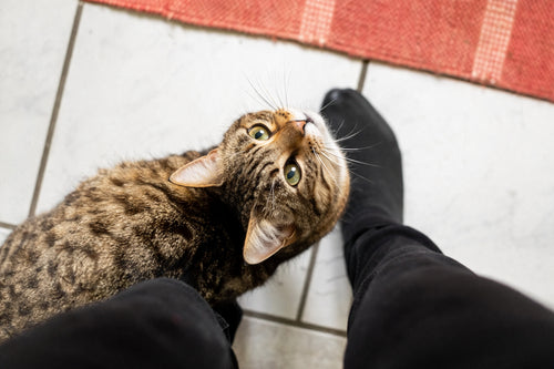 How to Stop Tripping Over Your Cat