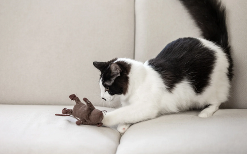 Cat Boredom Is Real—Here’s How to Fix It