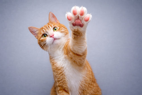 Your Cat's Carbon Pawprint (The Numbers Are Worth Knowing)