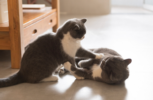Is My Cat Jealous? Signs, Causes and How to Help