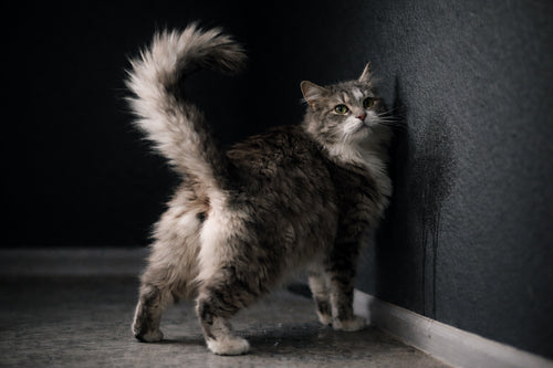 Understanding Urine Marking in Cats